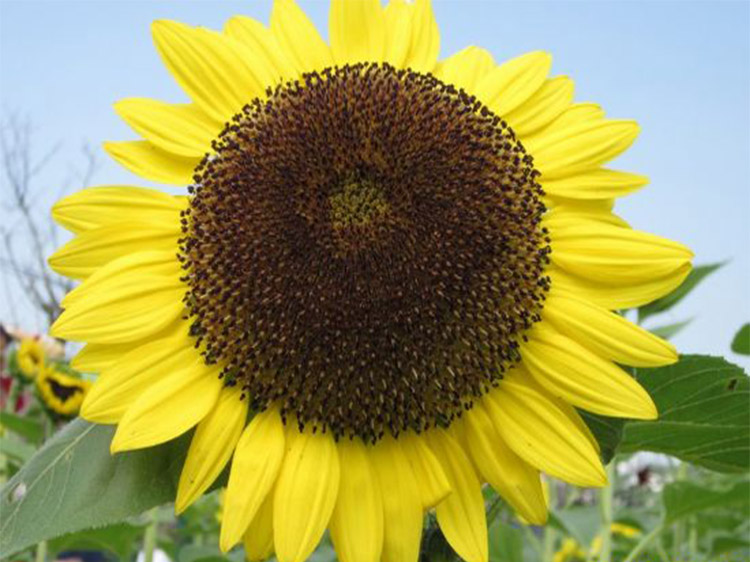 改善睡眠葵花籽